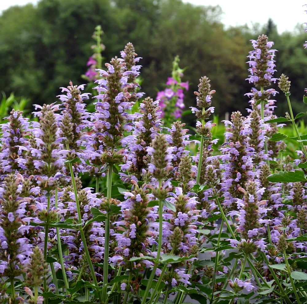 agastache kudos silver blue agastache kudos silver blue
