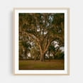 thumbnail image 2 of Oak Trees at Alpine Groves Park 01 - Fruit Cove Florida Photography Nature Forest Tropical Landscape Woodland Scenic Rural Unframed Wall Art Print 30 x 40 inches, 2 of 13