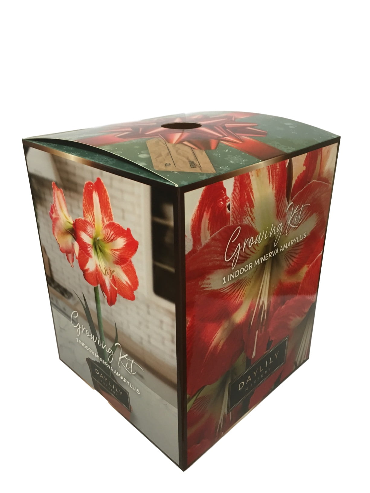 Minerva Amaryllis Bulb in an Elegant Box, With a Plastic Planting Pot, and a Professional Growing Medium