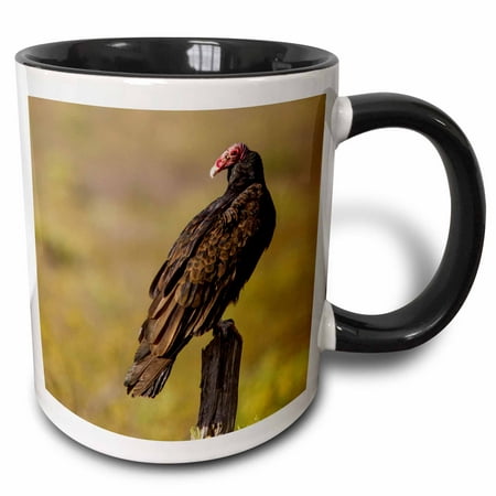 3dRose Turkey vulture in Big Bend National Park, Texas., Two Tone Black Mug, (Best Parks In Texas)