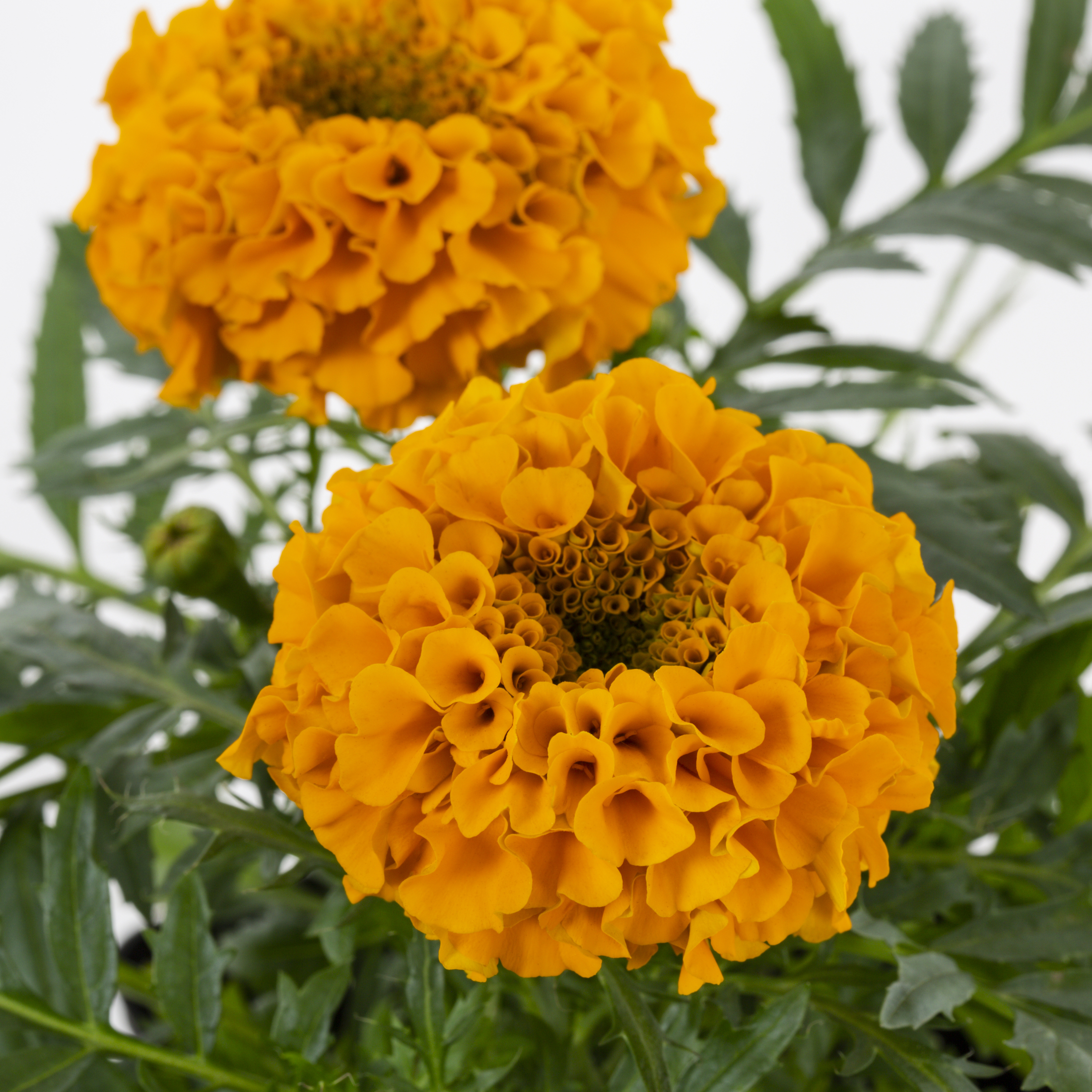 Expert Gardener 1PT Orange Marigold Live Annual Plant Sun 6-Pack