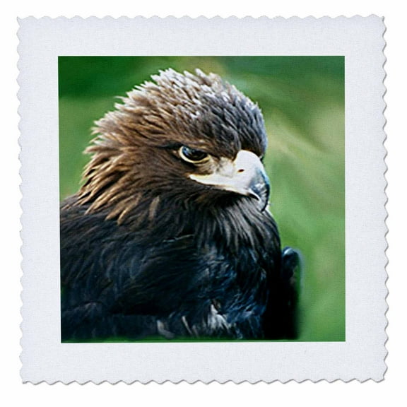 3dRose, Golden Eagle, 10x10 inch quilt square