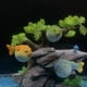 thumbnail image 2 of Methold Paisajismo pequeño acuario globo fluorescente simulación pez globo decoración Type9 NO9 Methold JJ6582-01, 2 of 6