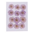 thumbnail image 2 of simhoa Lot de 12 Fleurs Séchées Bien Pressées pour l'Hiver, 2 of 8