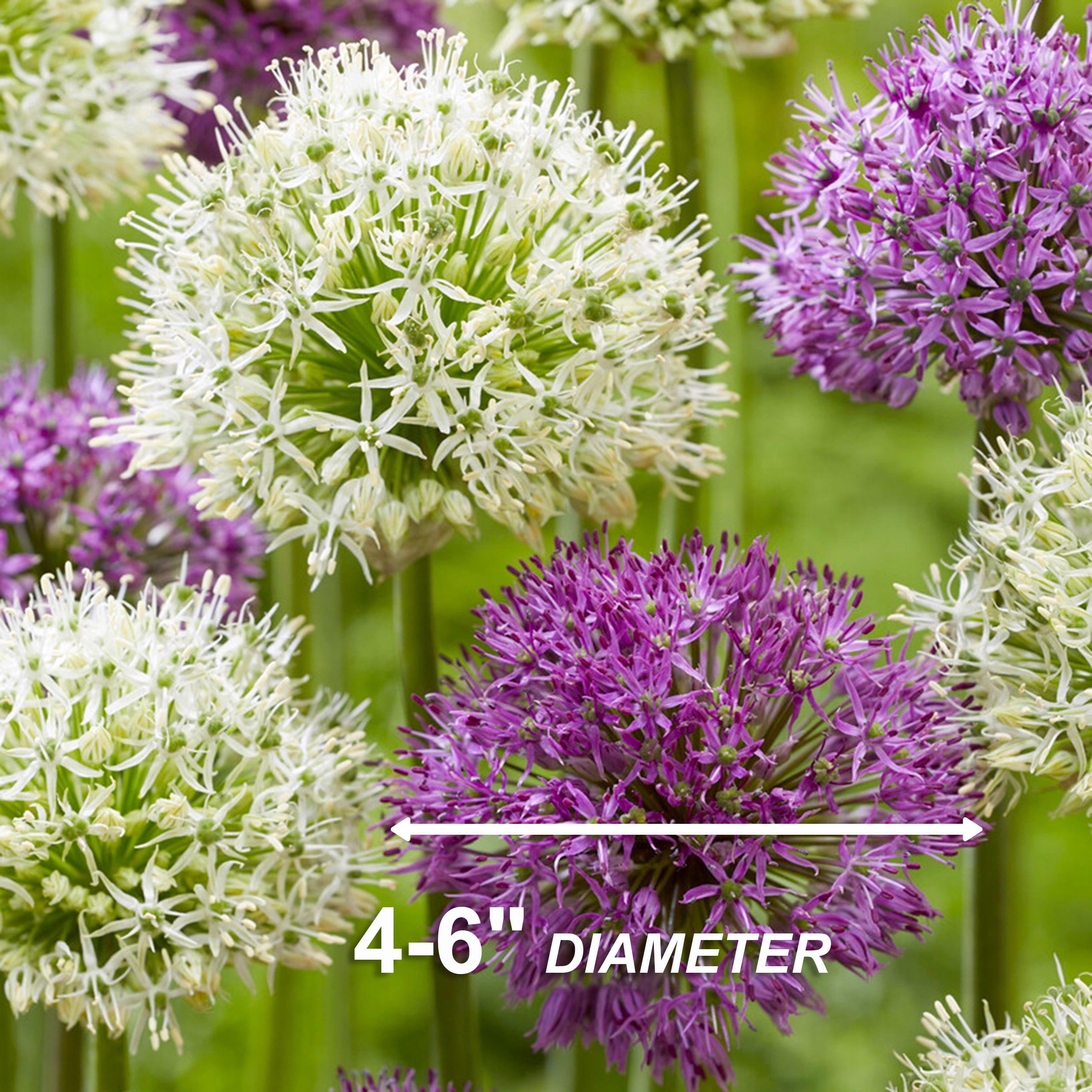 Garden State Bulb Wild About Mixed Allium Flower Bulbs, 10/12cm (Bag of 25)