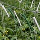 thumbnail image 4 of Zhuge Gancho para trepar tomates de 10 piezas, gancho de soporte para plantas sueltas, con hilo de cáñamo de 32,8 pies, utilizado para flores de jardín para evitar que se pellizquen o se caigan., 4 of 5