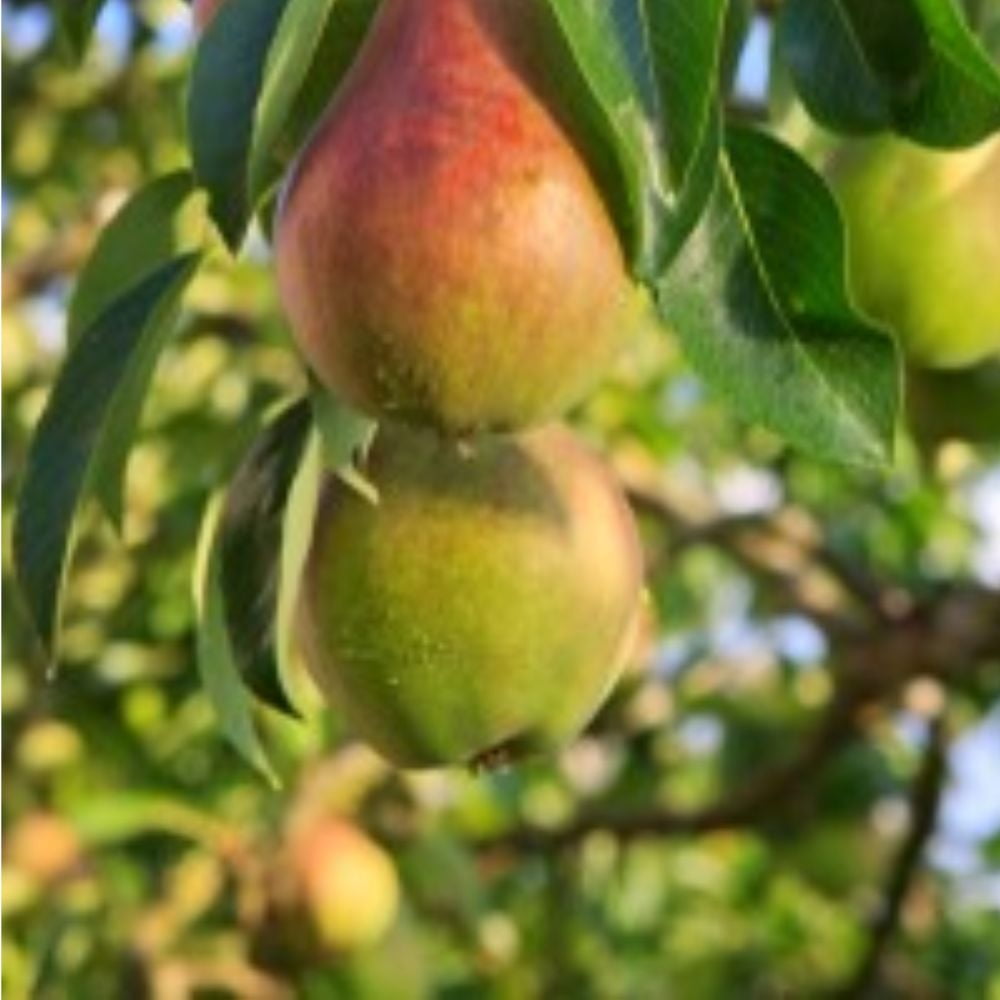 Expert Gardener 2-3 ft tall Pear Ayers Live Tree in 5-Gallon Grower Pot