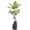 Areca Palm Tree, variant on Artificial Tree in Contemporary Planter, Fake Bird of Paradise Silk Tree for Indoor and Outdoor Home Decoration - 67" Overall Tall (Plant Pot Plus Tree)