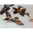 thumbnail image 2 of Unknown 14x11 White Modern Wood Framed Museum Art Print Titled - Sitting Ducks, 2 of 4