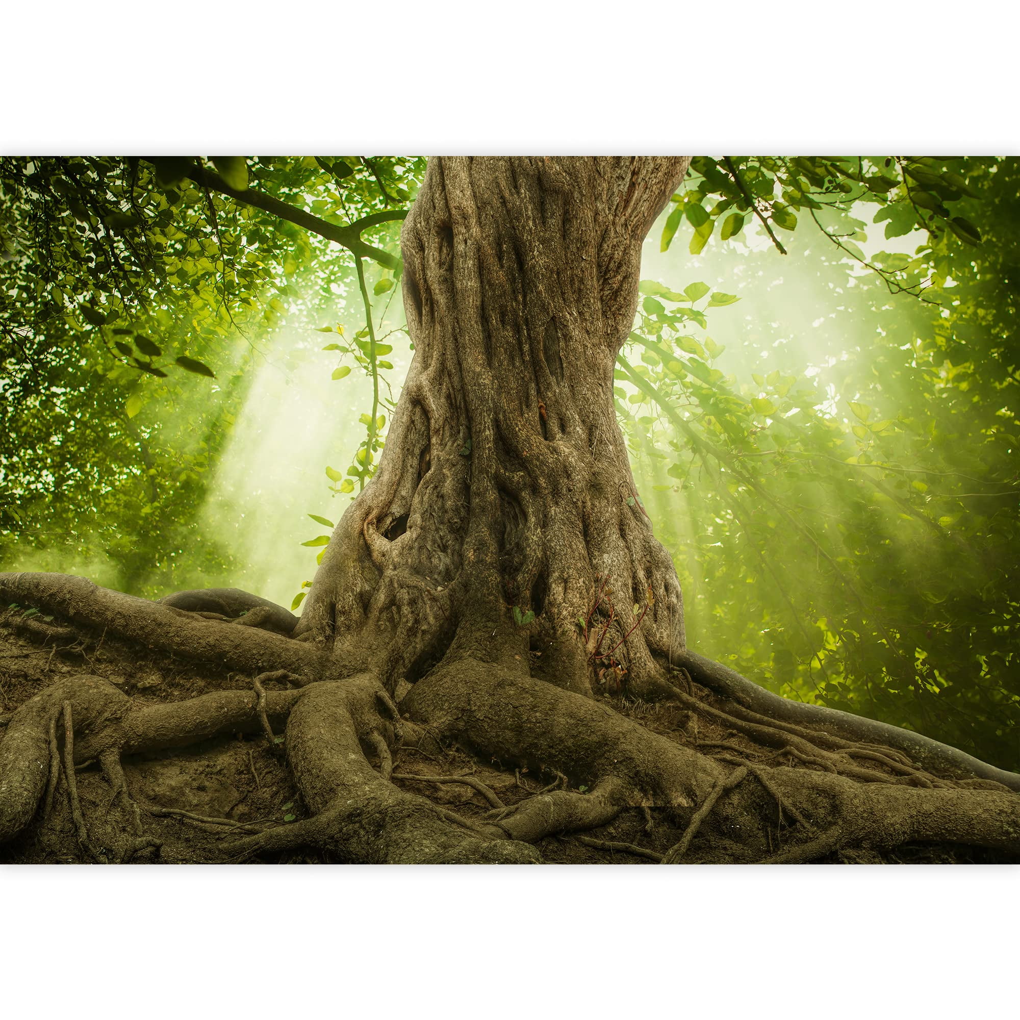 VERA'S TREE SERVICE - Updated May 2025 - 62 Photos & 14