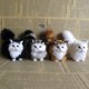 thumbnail image 4 of 1 unidad de lindos juguetes de peluche de gato de simulación, gatito de peluche suave, modelo de gato falso, animales realistas para niños, niñas, cumpleaños, regalo del Día de San Valentín, 4 of 5