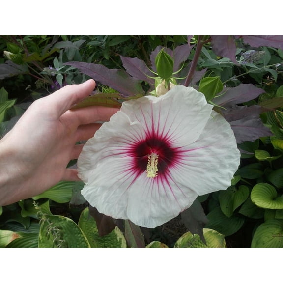 Kopper King Perennial Giant Hibiscus - Colorful/Burgundy Foliage - 4" Pot