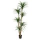 thumbnail image 1 of 4ft/5ft/6ft simulation dracaena artificial tree para home y oficina decoration, 1 of 5