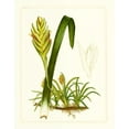 thumbnail image 2 of Vision Studio 20x24 White Modern Wood Framed Museum Art Print Titled - Exotic Flora IV, 2 of 4