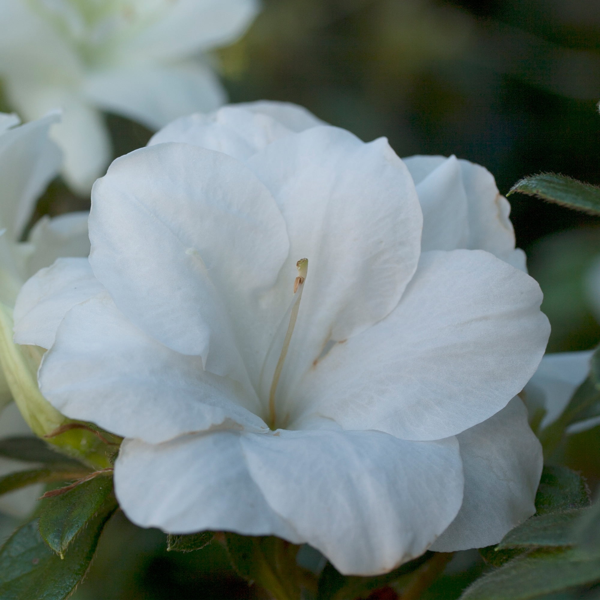 Encore Azalea Autumn Moonlight Live Shrub