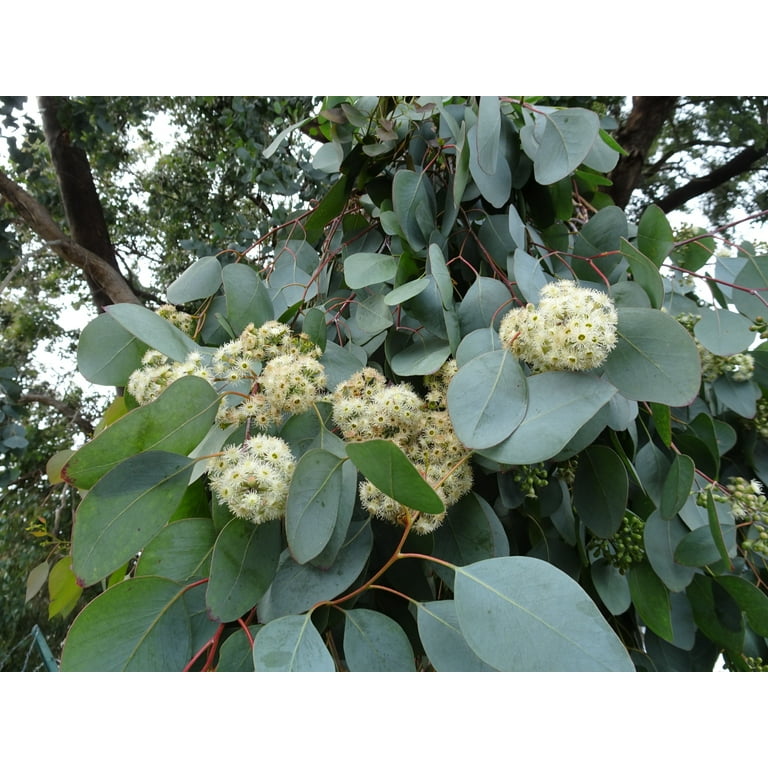 Silver dollar eucalyptus seeds