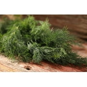 Proven Winners 4-Pack, 4.25 in. Eco+Grande, Hedger Dill, Live Plant, Herb