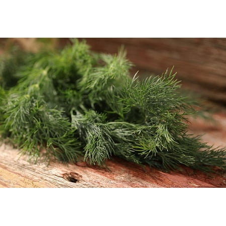 Proven Winners 4-Pack, 4.25 in. Eco+Grande, Hedger Dill, Live Plant, Herb