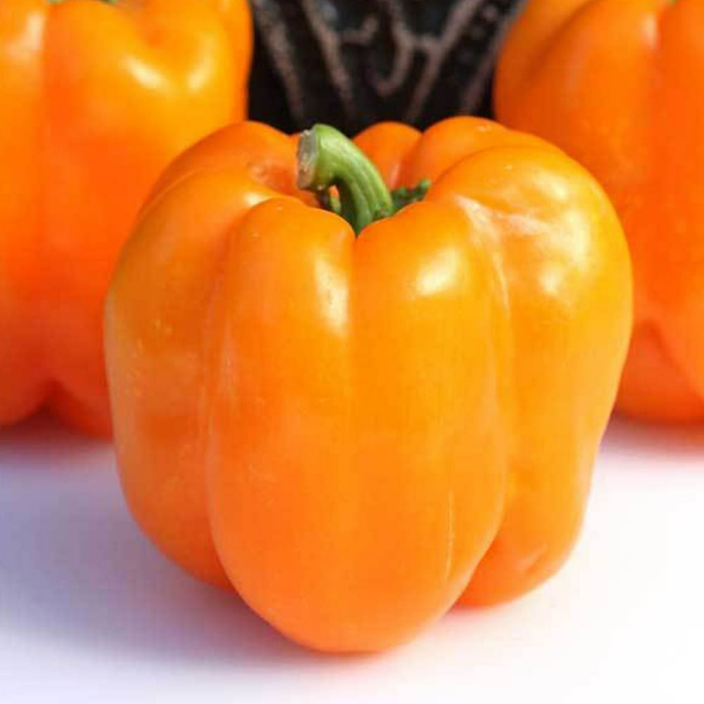 Orange King Bell Pepper Seeds 250 mg 30 Seeds NonGMO, Open