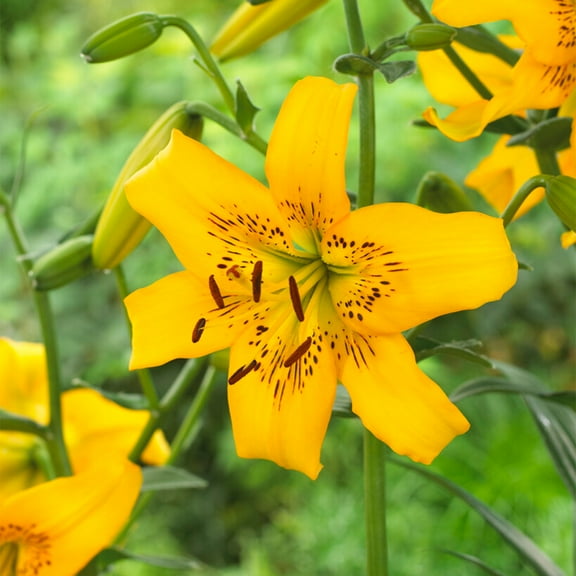 Garden State Bulb Yellow Bruse Asiatic Lily Flower Bulbs, 14/16cm, Spring Planting (Bag of 10)