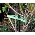thumbnail image 2 of Dalen PLANTER STACKABLE WITHOUT TRAY, 2 of 2