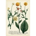 thumbnail image 3 of Weinmann 13x18 Black Modern Framed Museum Art Print Titled - Saffron Garden II, 3 of 5