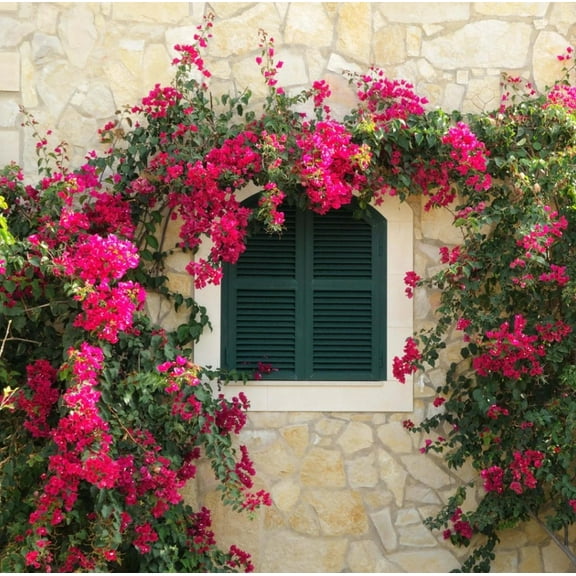 Set 2 Barbara Karst Bougainvillea Live Plants 4-7" Tall for Planting, Pink Bougainvillea Flower Plant, Flower Vine Plant Indoor Outdoor