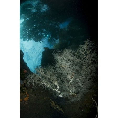 Above Tv Decor White black coral bush seen through a window in the water with overhanging tree shadows above Raja Ampat West Papua Indonesia Poster Print ()