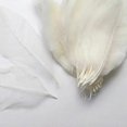 thumbnail image 3 of 200 Pieces Natural Magnolia Skeleton Leaf Scrapbooking White, 3 of 5
