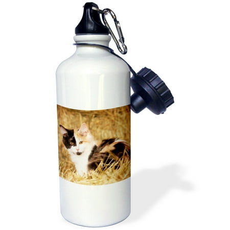 3dRose Longhair calico kitten in golden grass - NA02 PWO0136 - PiperAnne Worcester, Sports Water Bottle, 21oz