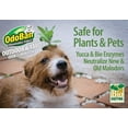 thumbnail image 6 of OdoBan Outdoor and Yard Odor Eliminator, Plant-Friendly Formula, 32 Fluid Ounce Bottle with Hose End Sprayer, 4-Pack, Clean Fresh Scent, 6 of 6