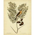 thumbnail image 2 of Catesby, Mark 12x14 Black Ornate Wood Framed with Double Matting Museum Art Print Titled - Catesby American Goldfinch  Pl. T43, 2 of 4