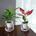 thumbnail image 4 of Self-Watering Flowerpot Automatic Water Absorbing Flowerpot Transparent Double Layer Plastic Succulent Plant Pot Decorative Pot 2#, 4 of 6