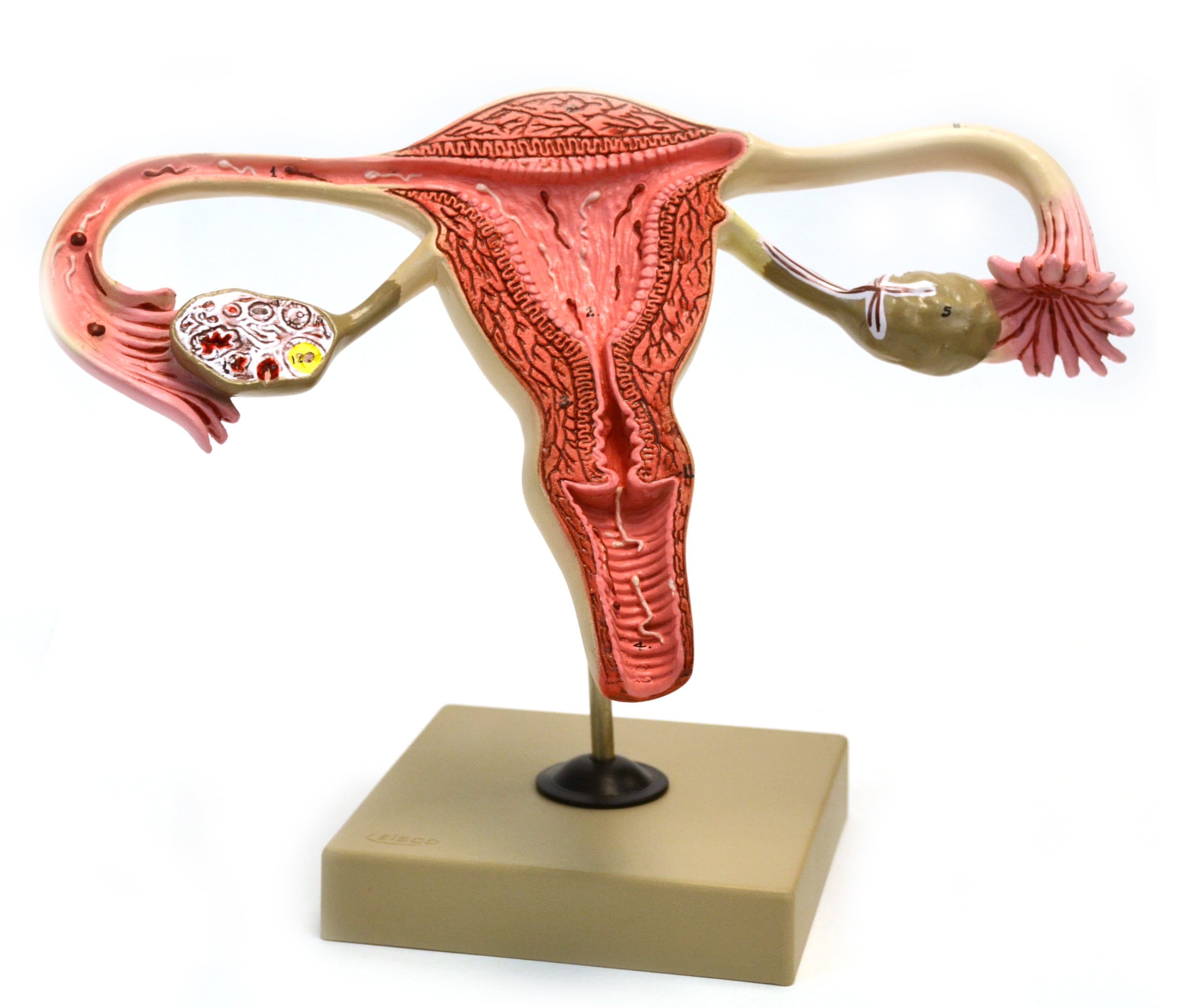 Женская половая система матка. Женская репродуктивная система человека анатомия. Женская репродуктивная система матка. Анатомия репродуктивной системы женщины. Анатомия человека репродуктивная система женщины.