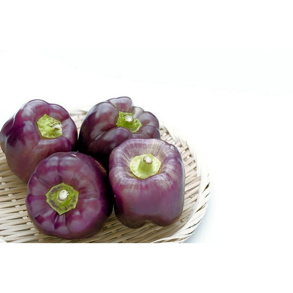 SEEDS = = =Purple Beauty Sweet Pepper- 10 Vegetable Seeds- Natural NON GMO- Non Treated = Serendipity Seeds
