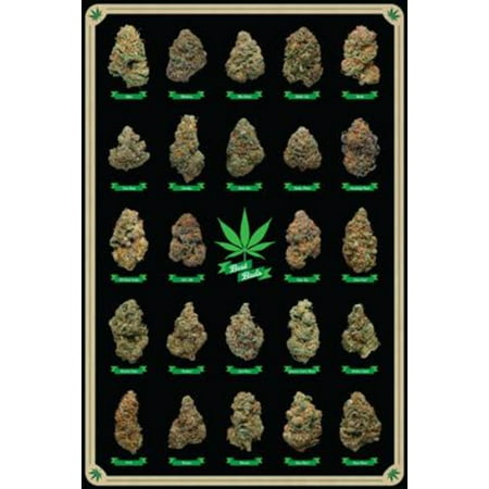 Best Buds Educational Cannabis Marijuana Strains 36x24 Art Pint Poster Wall Decor Dispensary Medical 24 Different Strains with Titles..., By Posterservice Ship from