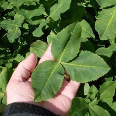 Outsidepride Fixation Balansa Clover Seeds for Lawn - 5 lbs. Coated & Inoculated, Cold Season, Drought Tolerant Cover Crop Seeds, Ideal for Erosion Control, Pasture, & Pollinator-Friendly Garden