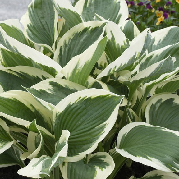 Van Zyverden Hosta Patriot 3 Plant Roots Purple Partial Shade Perennial Variegated Foliage 1 lb