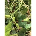 thumbnail image 6 of TomorrowSeeds - Big Green Sausage Bottle Gourd Seeds - 10+ Count - For 2026 Planting Lagenaria, 6 of 9