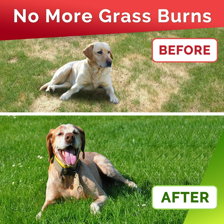 Treating Dog Burns