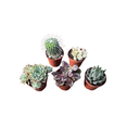thumbnail image 2 of Instant Cactus/Succulent Collection - 5 Plants -Terrarium/Fairy Garden- 2" pots, 2 of 3
