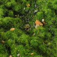 thumbnail image 3 of lionlar Box Vegetation Ground Grass Rock Static Scenery Miniature 500ml Plant Cover Green, 3 of 7