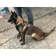 thumbnail image 3 of Pechera Para Pitbull, Husky, Pastor Aleman, Belga, 3 of 8
