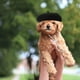 thumbnail image 2 of Sombrero de boina para perro, sombrero para mascotas, sombrero de fiesta para perro y gato, disfraz de mascota, tocado para cachorro, sombrero de fiesta para gato, 2 of 4