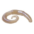 thumbnail image 1 of Lunkerhunt LHPFRW01 River Worm, 2", Dew Worm, 8Pk, 1 of 7