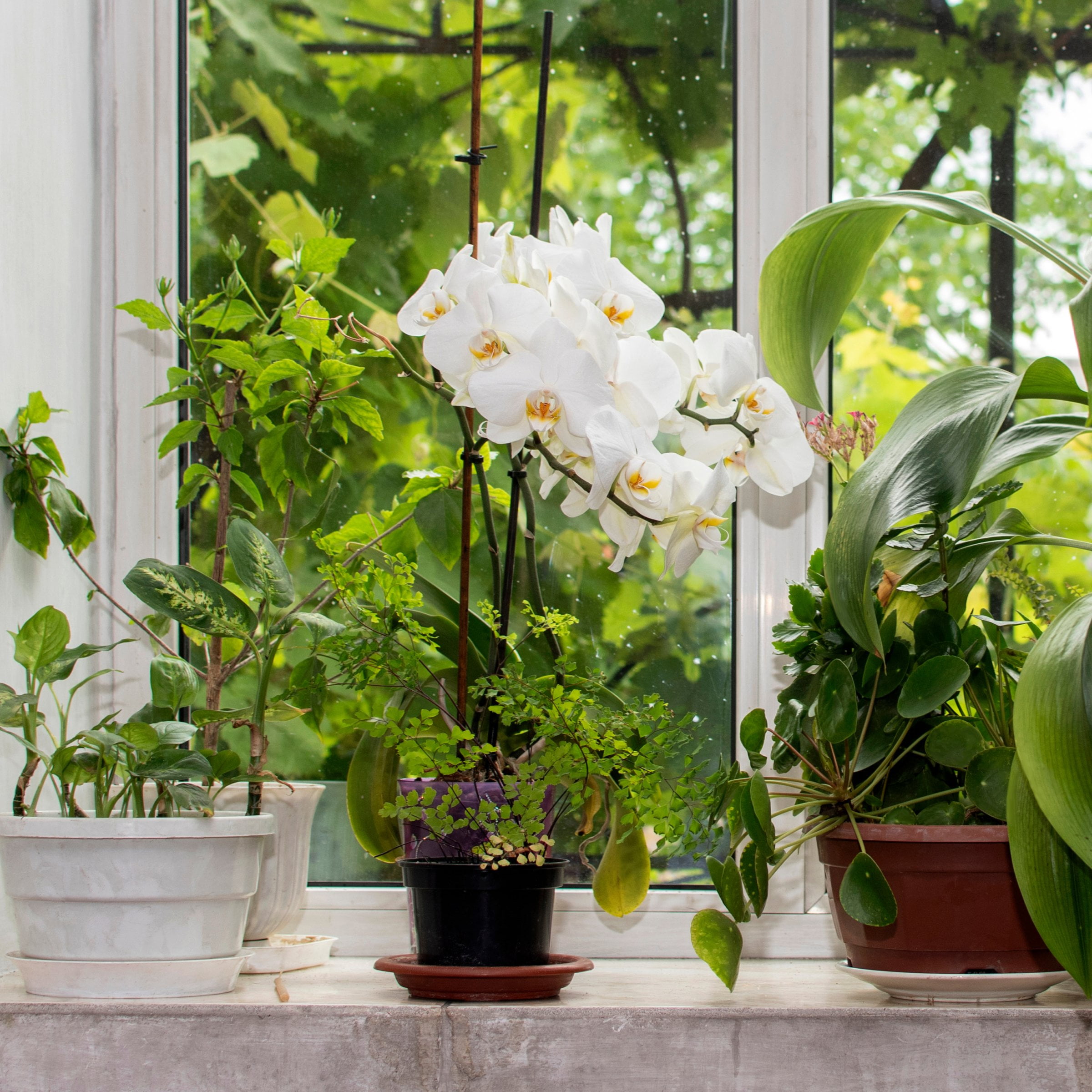 5 in. Superior Multi-Stem Luminous White Phalaenopsis Orchid in Luxe Designer Ceramic Planter