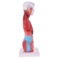 thumbnail image 2 of Estatua de vísceras humanas 28cm Torso Vísceras Cuerpo Cerebro Conjunto Modelo Laboratorio Adorno Recursos de Aprendizaje Magideal Estatua de vísceras humanas, 2 of 7