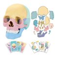 thumbnail image 1 of CHUANK Anatomy Skull Model  Human Anatomy Skull Puzzle  Detachable Mini Human Skull Model  Clinic Teaching, 1 of 6