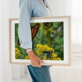 thumbnail image 6 of Wasp and Butterfly on Goldenrod - York Pennsylvania Photography Butterfly Insect Nature Wildlife Floral Garden Scenic Unframed Wall Art Print 5 x 7 inches, 6 of 9