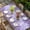 Violet Gray Purple Lavender Purple, variant on Purple Lavender Table Cloths for 5 Foot Rectangle Tables, Spring Watercolor Wildflowers Plant Black Patio Waterproof Elastic Fitted Tablecloths, Washable Rectangular Table Cover for Camping